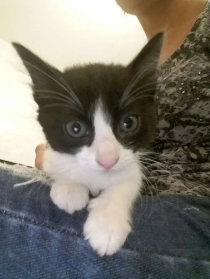 Gato ra a SRD idade 2 a 6 meses nome Valente, e irmaozinh