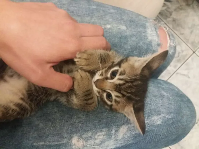 Gato ra a SRD idade 2 a 6 meses nome Valente, e irmaozinh