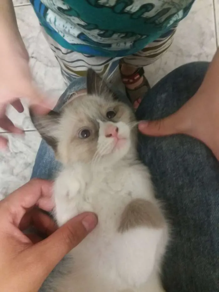 Gato ra a SRD idade 2 a 6 meses nome Valente, e irmaozinh