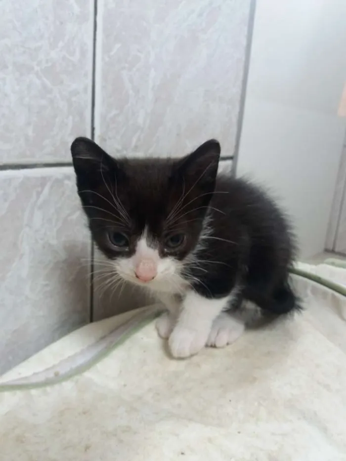 Gato ra a SRD idade 2 a 6 meses nome Valente, e irmaozinh
