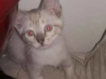 Gato ra a SRD idade 2 a 6 meses nome Valente, e irmaozinh