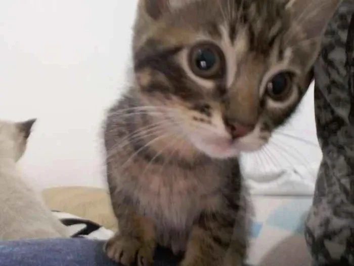 Gato ra a SRD idade 2 a 6 meses nome Valente, e irmaozinh