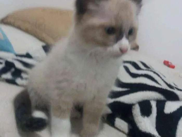 Gato ra a SRD idade 2 a 6 meses nome Valente, e irmaozinh