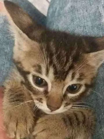 Gato ra a SRD idade 2 a 6 meses nome Valente, e irmaozinh
