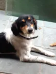 Zeca 6m urgente