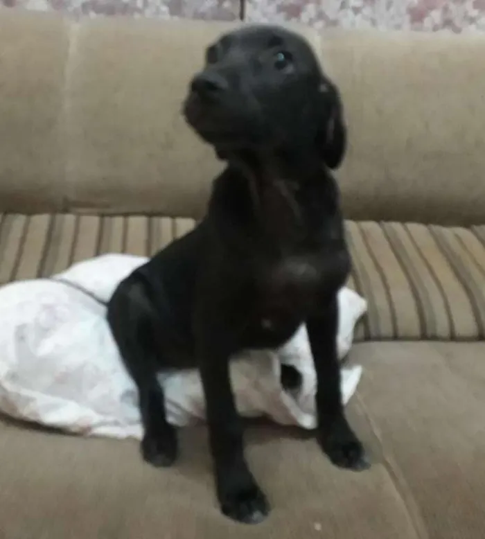Cachorro ra a VIRA - LATA idade 2 a 6 meses nome PÉRICLES