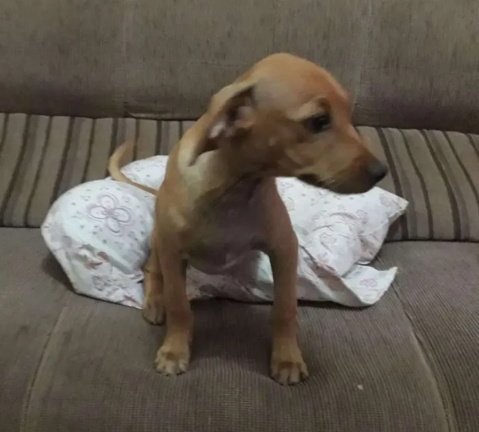 Cachorro ra a VIRA- LATA idade 2 a 6 meses nome MANOEL