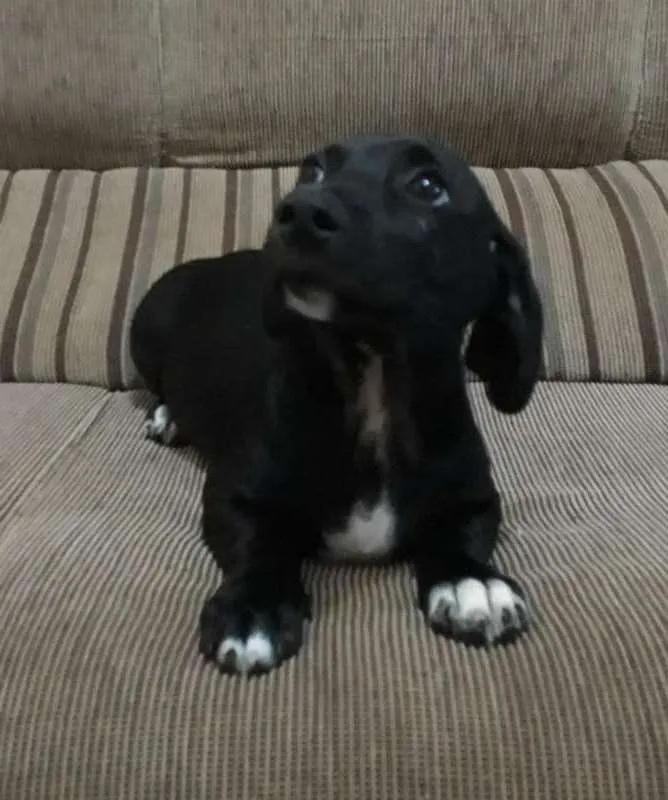 Cachorro ra a VIRA - LATA idade 2 a 6 meses nome Lulinho