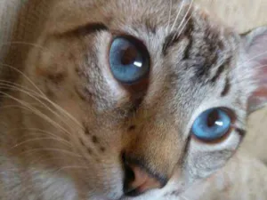 Gato raça Mestiço com siamês idade 1 ano nome Thor