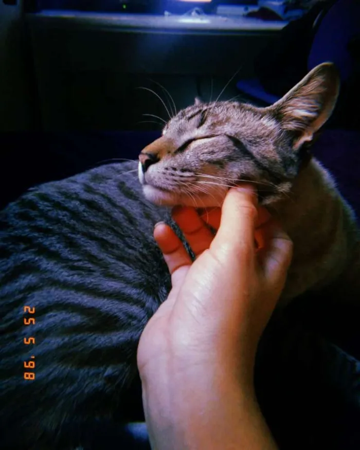 Gato raça Mestiço com siamês idade 1 ano nome Thor