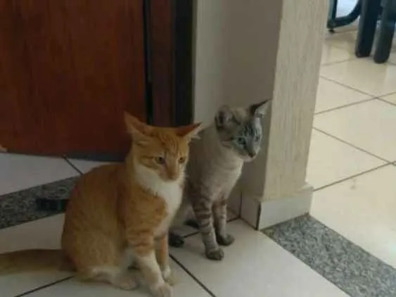 Gato raça Mestiço com siamês idade 1 ano nome Thor