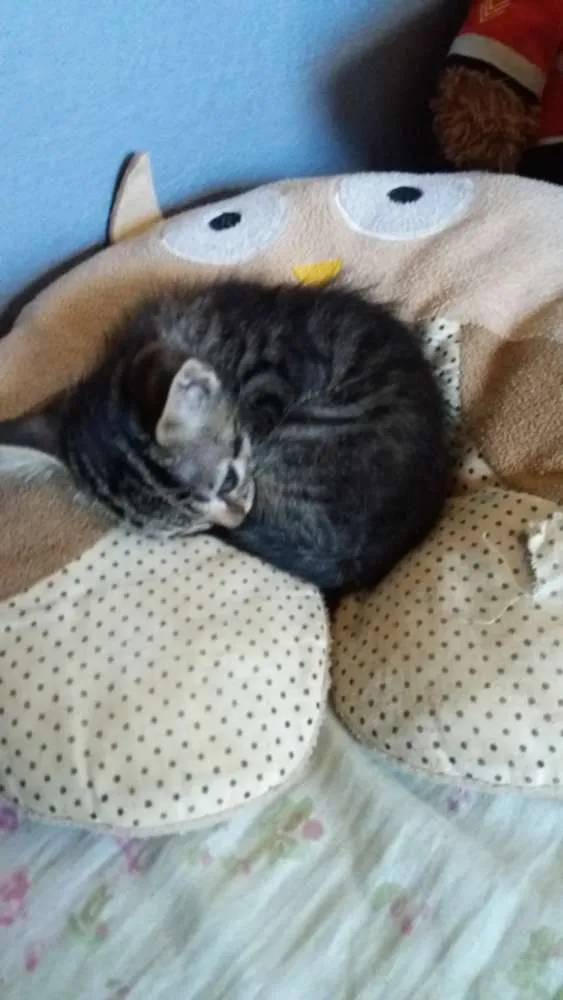 Gato ra a Srd idade 2 a 6 meses nome Dedeu