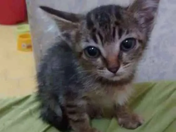 Gato ra a Srd idade 2 a 6 meses nome Dedeu