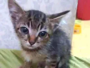 Gato raça Srd idade 2 a 6 meses nome Dedeu