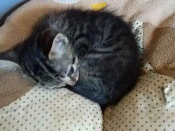 Gato ra a Srd idade 2 a 6 meses nome Dedeu