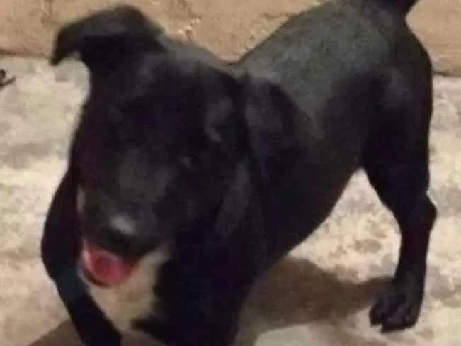 Cachorro ra a Viralata idade 2 a 6 meses nome Thor