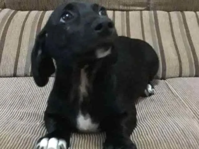 Cachorro ra a VIRA - LATA idade 2 a 6 meses nome Lulinho