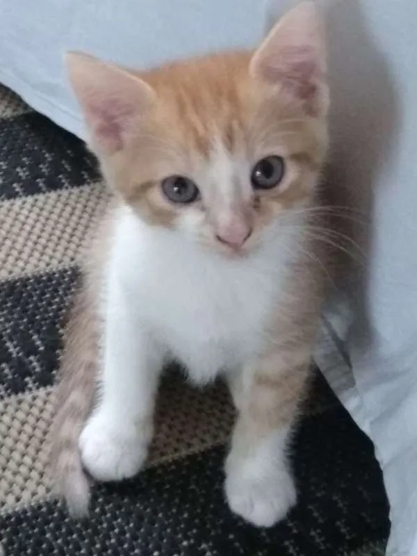 Gato raça INDEFINIDA idade Abaixo de 2 meses nome SEM NOME