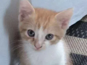 Gato raça INDEFINIDA idade Abaixo de 2 meses nome SEM NOME