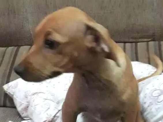 Cachorro ra a VIRA- LATA idade 2 a 6 meses nome MANOEL