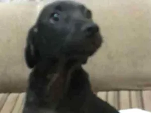 Cachorro raça VIRA - LATA idade 2 a 6 meses nome PÉRICLES