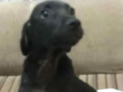 Cachorro ra a VIRA - LATA idade 2 a 6 meses nome PÉRICLES
