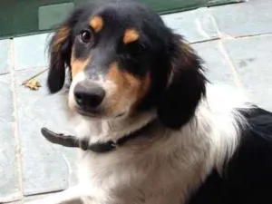 Cachorro raça Indefinida idade 2 a 6 meses nome Zeca 6m urgente