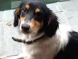 Zeca 6m urgente