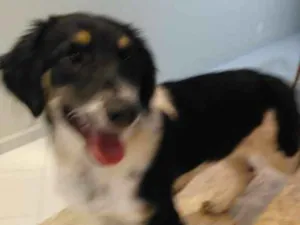 Cachorro raça Indefinida idade 2 a 6 meses nome Nina Filhote
