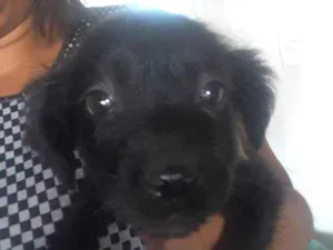 Cachorro raça Pr belga e pr alemão c viralat idade 2 a 6 meses nome Não tem