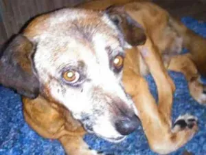 Cachorro raça SRD idade  nome MIGUEL