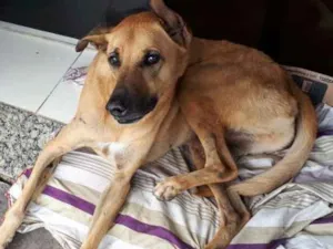 Cachorro raça Vira lata idade 6 ou mais anos nome Cavalete