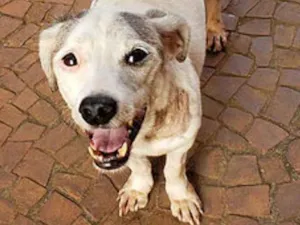 Cachorro raça SRD idade 6 ou mais anos nome Manchinha