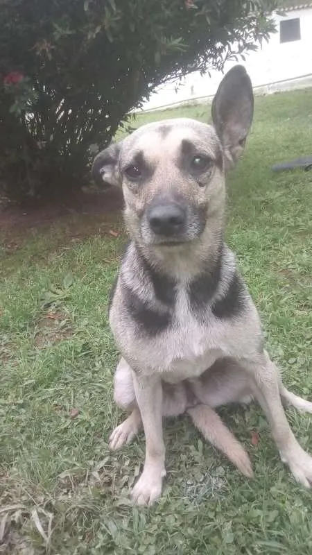Cachorro ra a SRD idade  nome JADE