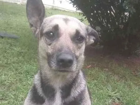 Cachorro ra a SRD idade  nome JADE