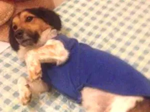 Cachorro raça SRD idade 4 anos nome Bartolomeu