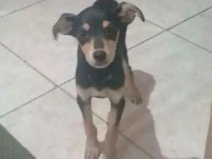 Cachorro ra a Phint junto com basse idade 1 ano nome Yuki