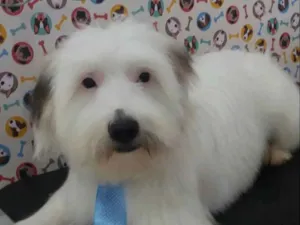 Cachorro raça Vira lata  idade 7 a 11 meses nome Marley