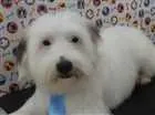 Cachorro raça Vira lata  idade 7 a 11 meses nome Marley