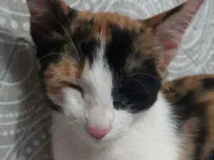 Gato raça * idade 7 a 11 meses nome Mel 