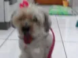 Belinha