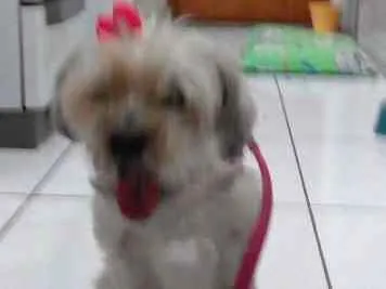 Cachorro ra a Yorkshire idade 6 ou mais anos nome Belinha