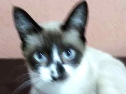 Gato ra a Sdr idade 2 a 6 meses nome Menino