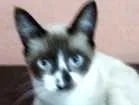 Gato raça Sdr idade 2 a 6 meses nome Menino