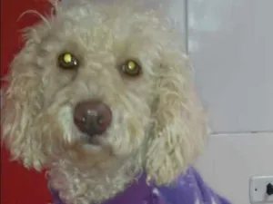Cachorro raça poodle idade 1 ano nome Maju