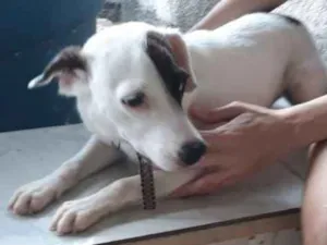 Cachorro raça Não definida idade 7 a 11 meses nome Nenhum