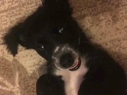 Cachorro raça Não sei  idade 7 a 11 meses nome Neguinha nega 