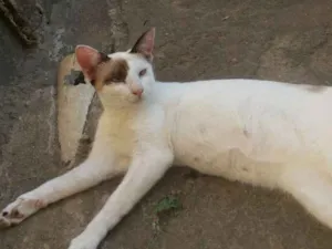 Gato raça SRD idade 7 a 11 meses nome sem nome