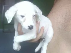Cachorro raça Vira lata idade Abaixo de 2 meses nome Não tem nome