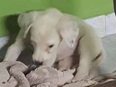 Cachorro ra a Vira lata idade Abaixo de 2 meses nome Não tem nome